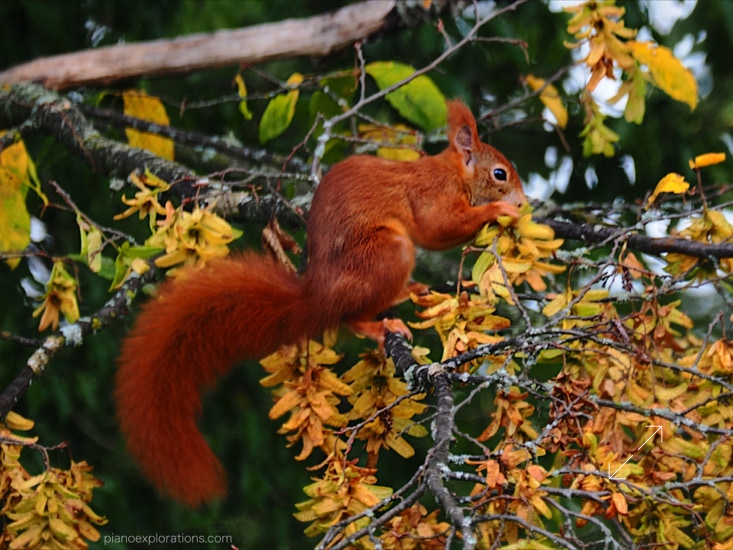 Wiewiórka i jesień 2